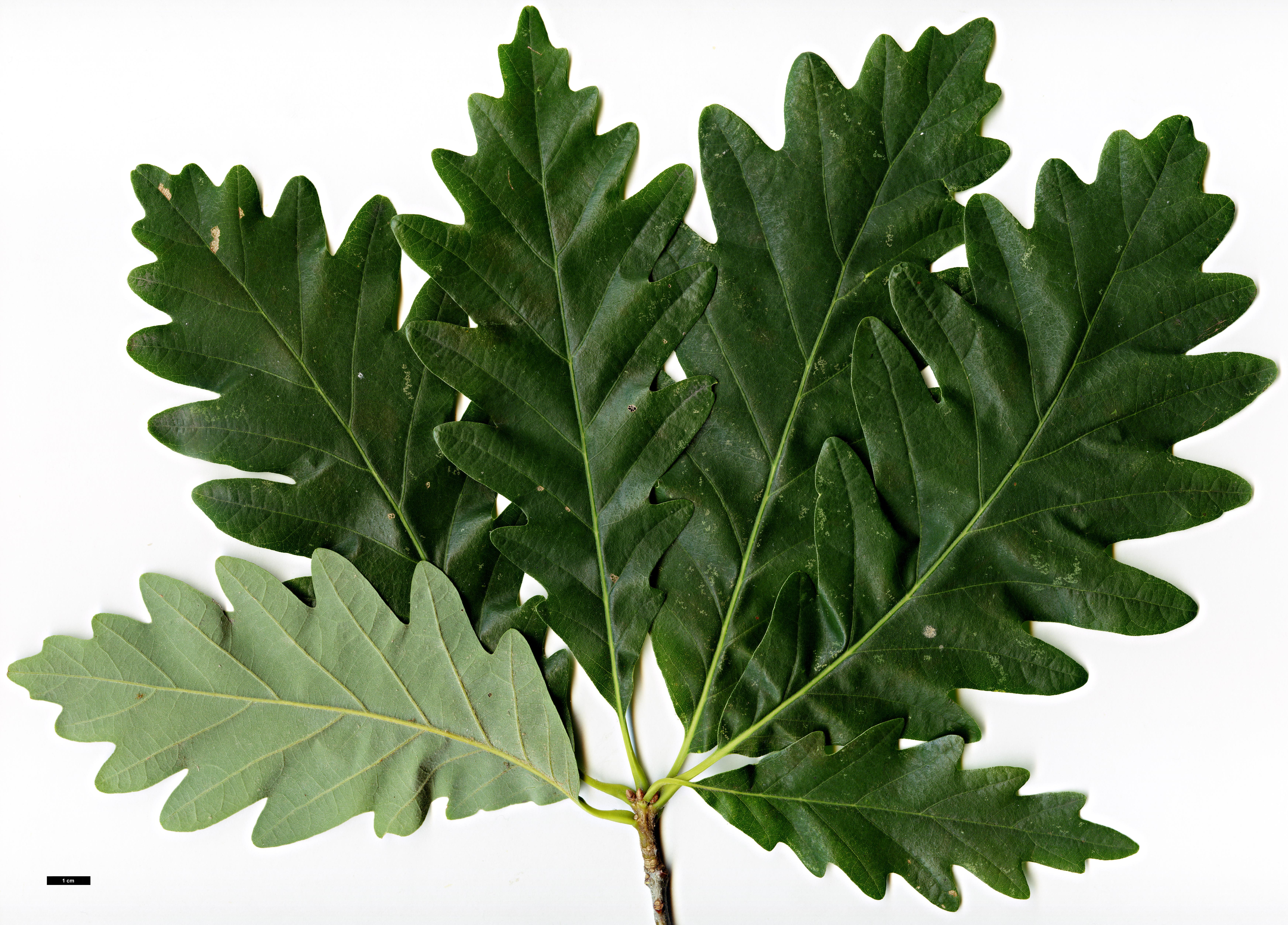 High resolution image: Family: Fagaceae - Genus: Quercus - Taxon: ×saulii - SpeciesSub:  'Atlas' (Q.alba × Q.montana)